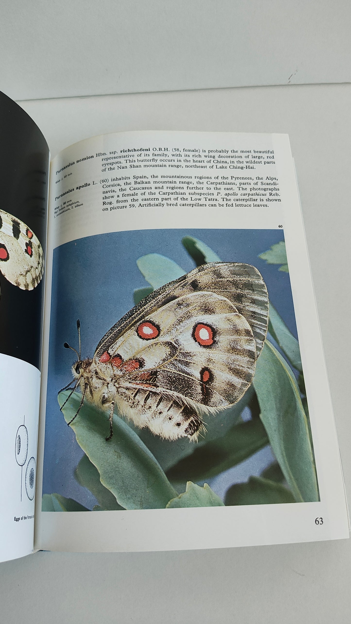 The Illustrated Encyclopedia of Butterflies & Moths by Dr V J Stanek (1992)