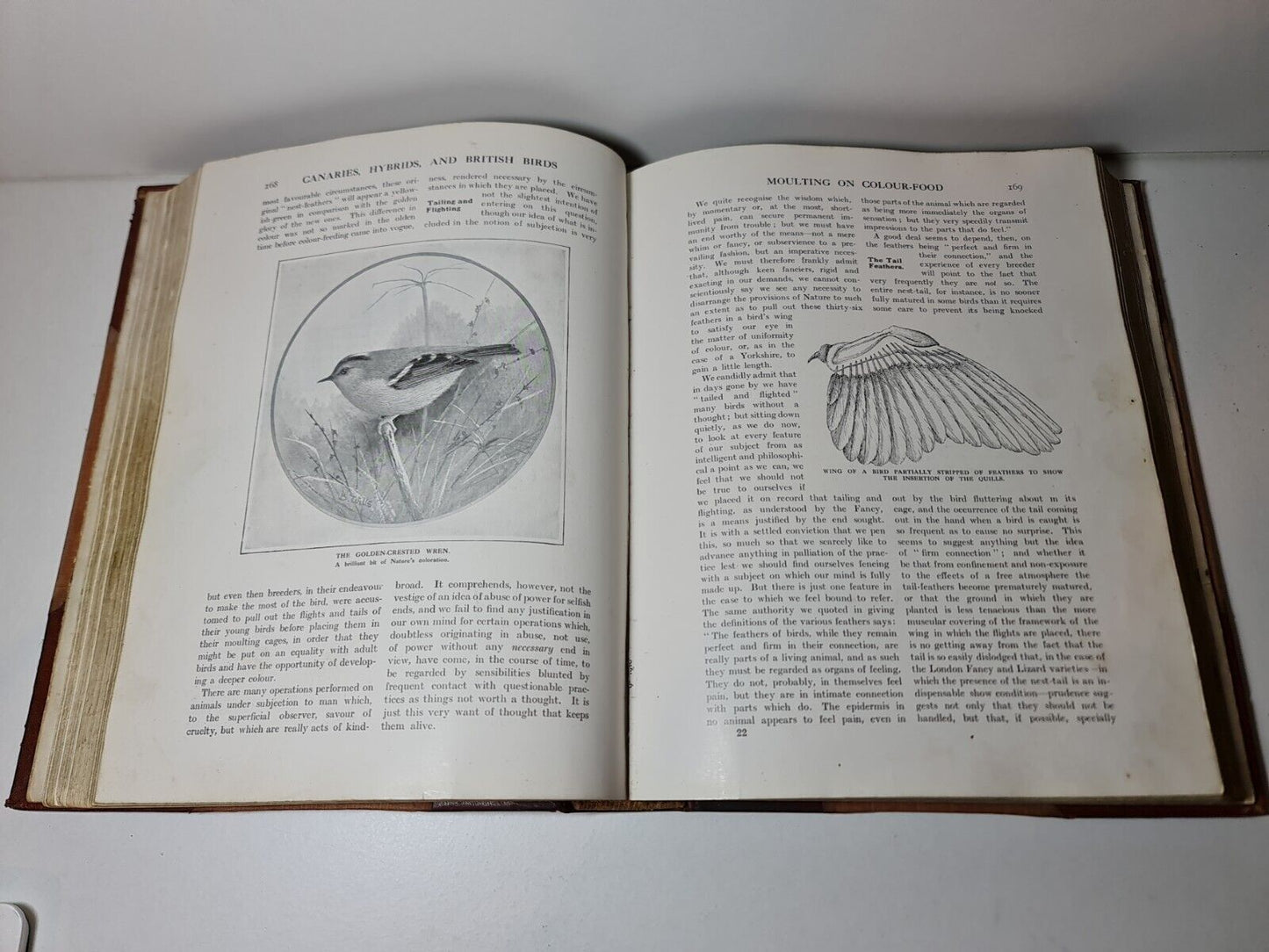 Canaries, Hybrids and British Birds in Cage and Aviary, John Robson (1911)
