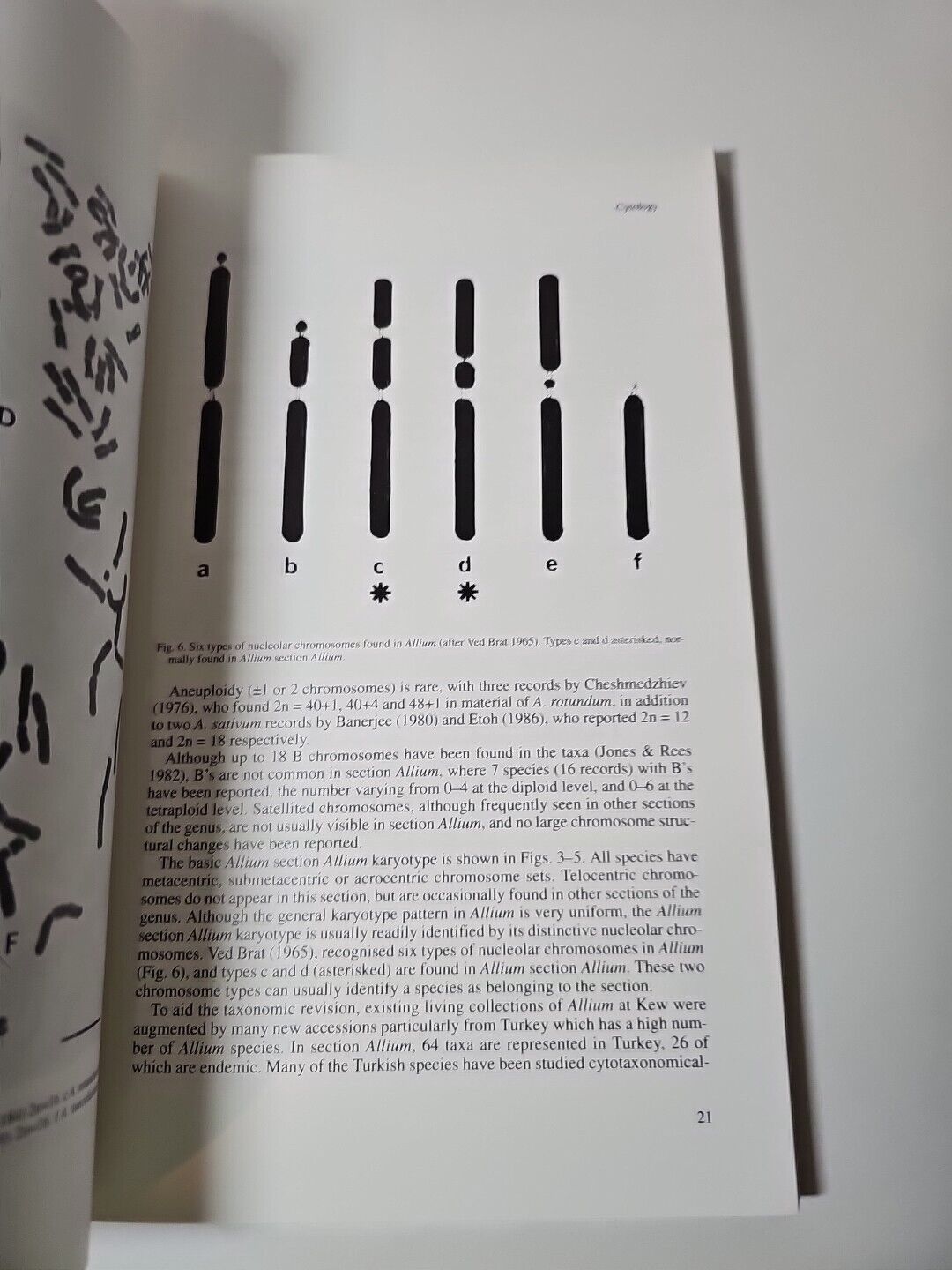 Review of Allium Section Allium by Brian Mathew (1996)