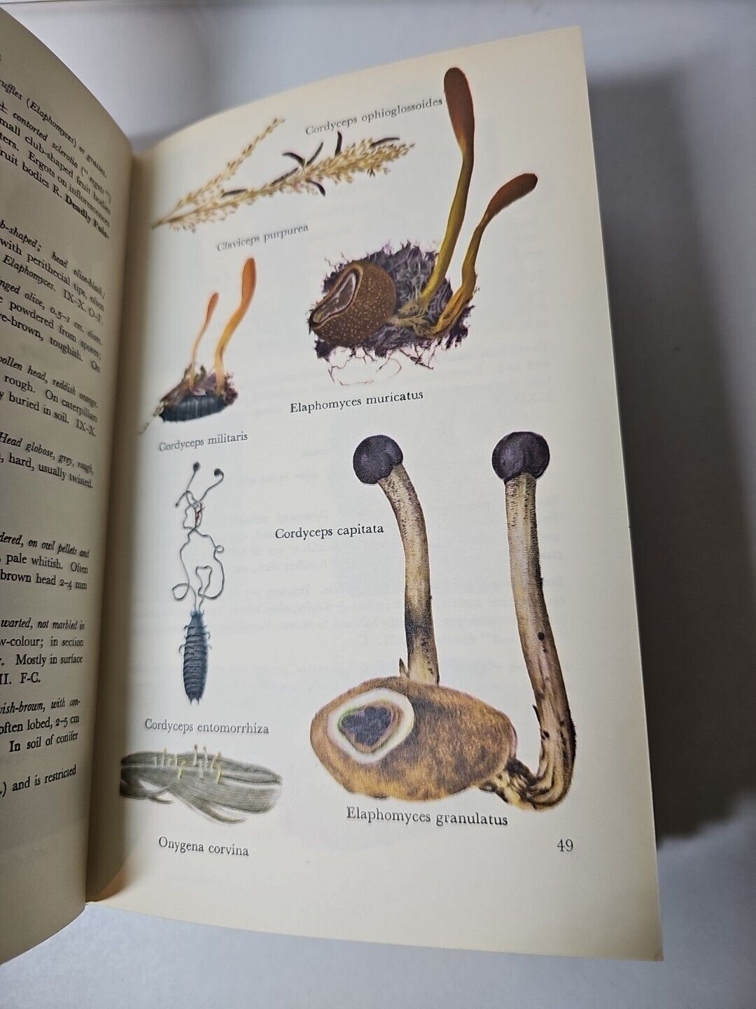 Collins Guide to Mushrooms & Toadstools by Morten Lange (1963)