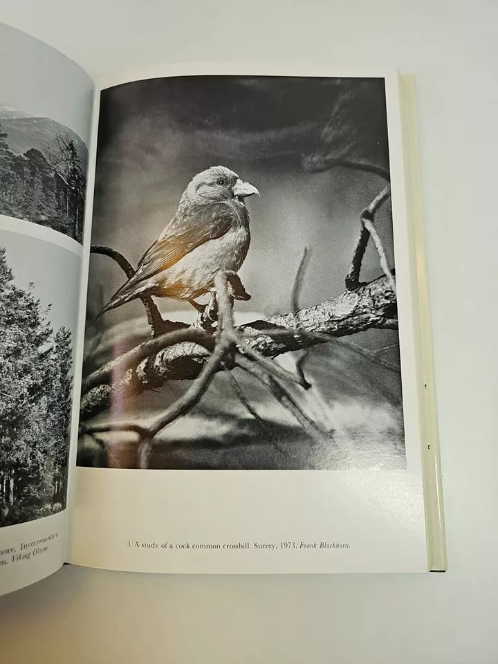 Pine Crossbills by Desmond Nethersole-Thompson (1975)