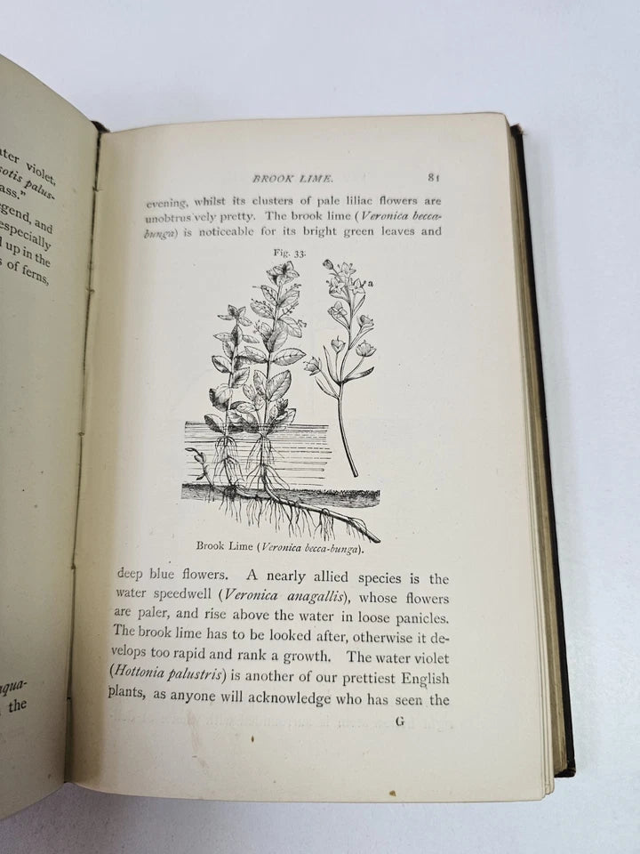 The Aquarium: Its Inhabitants, Structure... by Taylor (1881)