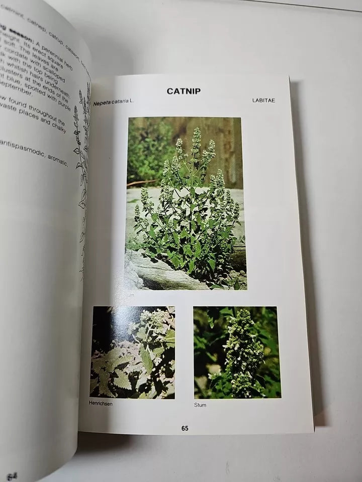 Herb Walk: Number One by LeArta Moulton (1979)