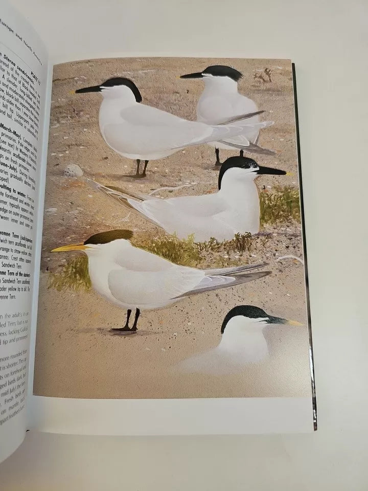 Terns of Europe and North America by Hans Larsson, Klaus Malling Olsen (1995)