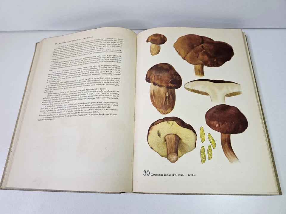 Mushrooms with 120 Colour Plates from Water Colours by Otto Usak (1954)