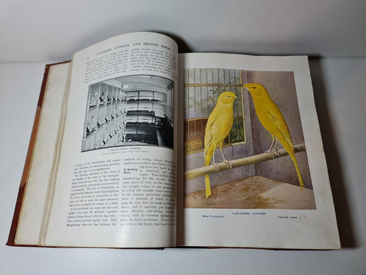 Canaries, Hybrids and British Birds in Cage and Aviary, John Robson (1911)