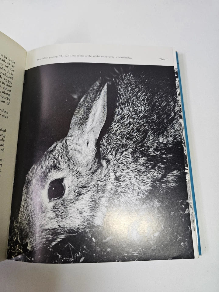 The Private Life of the Rabbit by RM Lockley (1964)